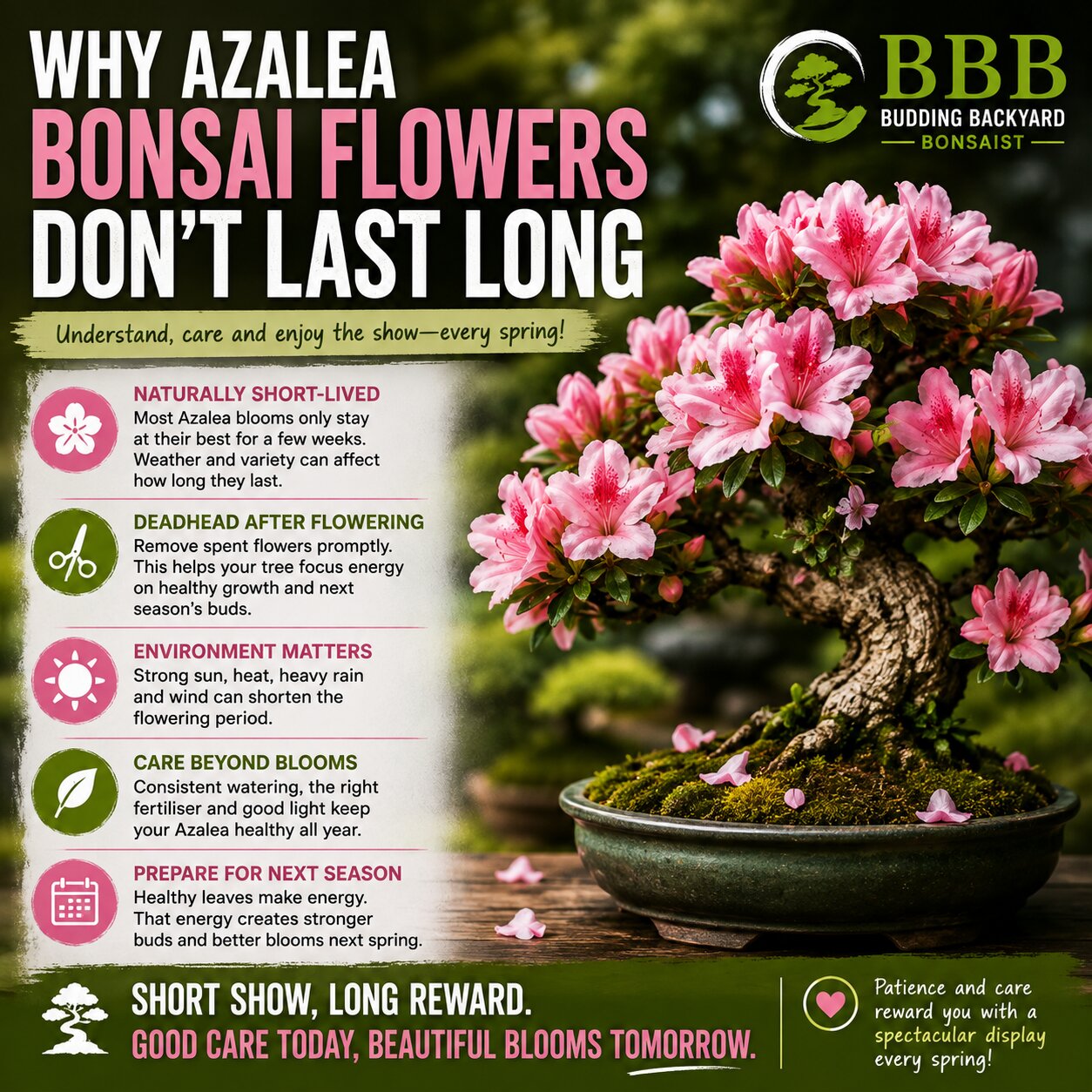 Why Azalea Bonsai Flowers Don't Last Long