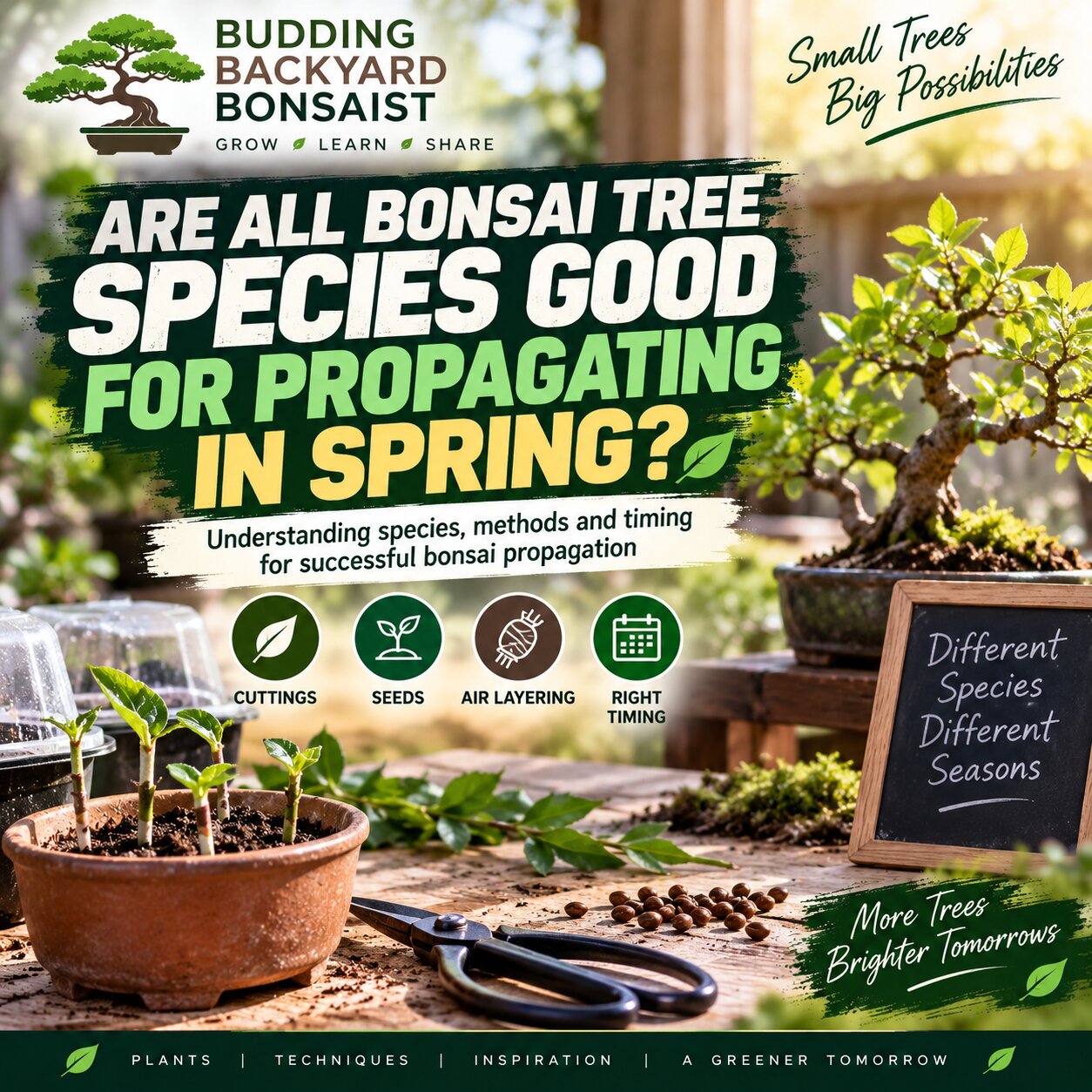 Are All Bonsai Tree Species Good for Propagating in Spring?