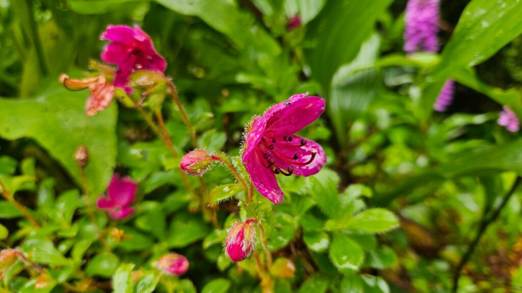 Kamchatka Rhododendron Bonsai Care Sheet