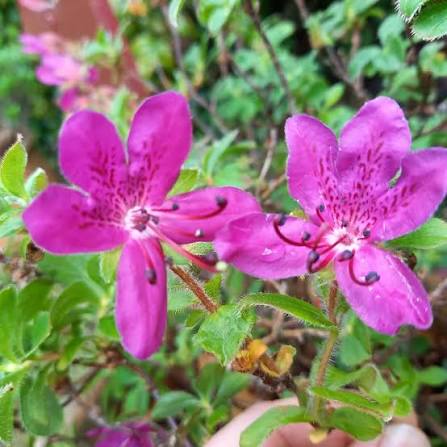 Kamchatka Rhododendron Bonsai Care Sheet