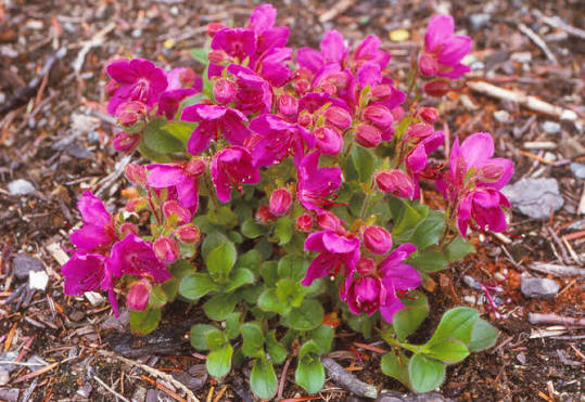Rhododendron Camtschaticum Species Taxonomy Guide
