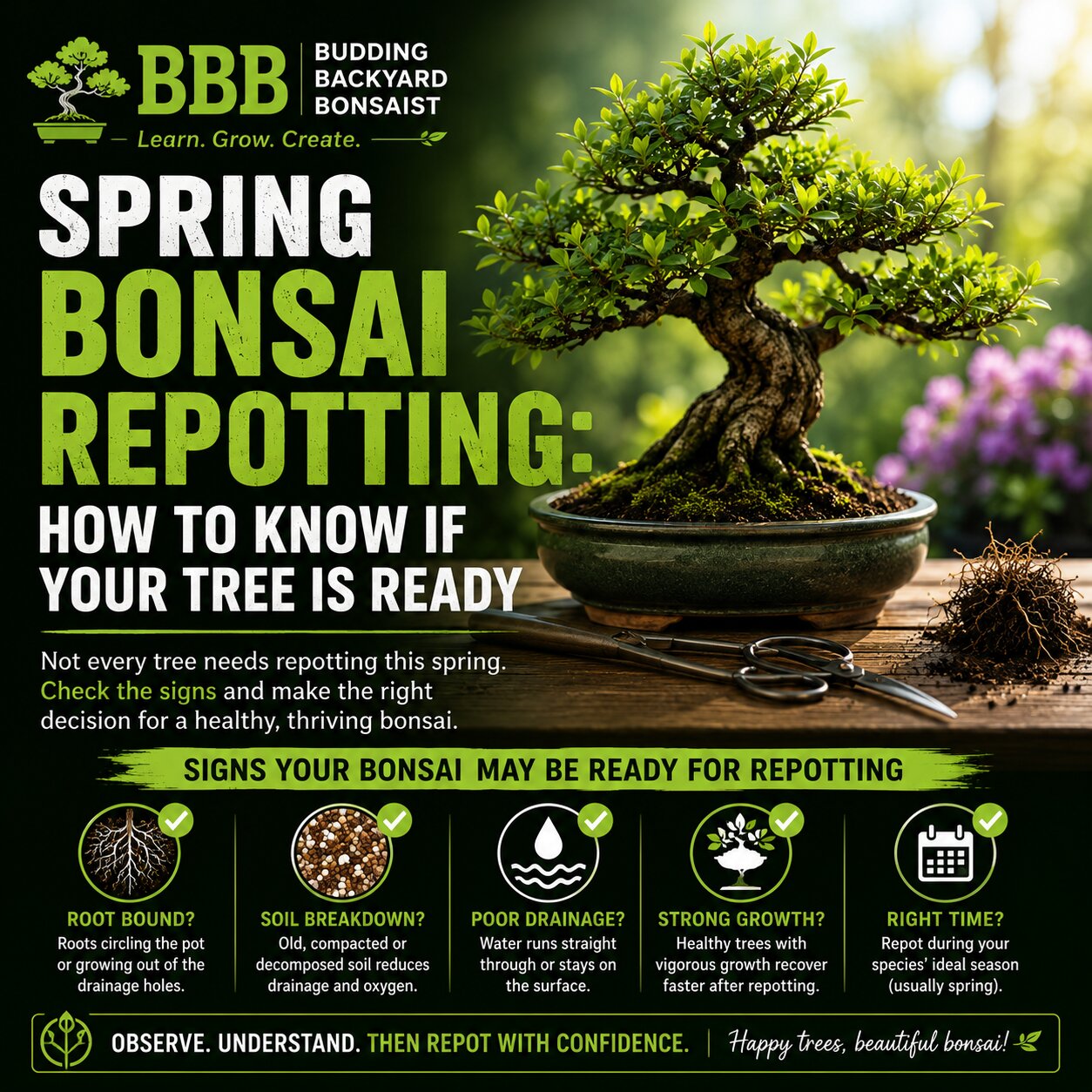 Spring Bonsai Repotting