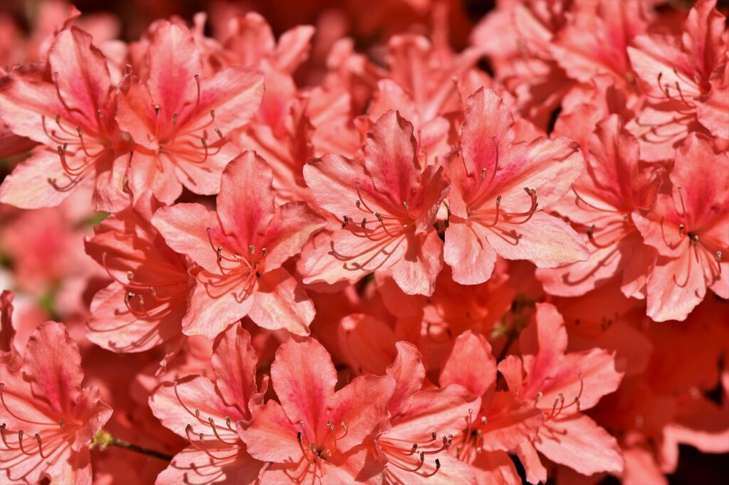 rhododendron bonsai fertiliser 
