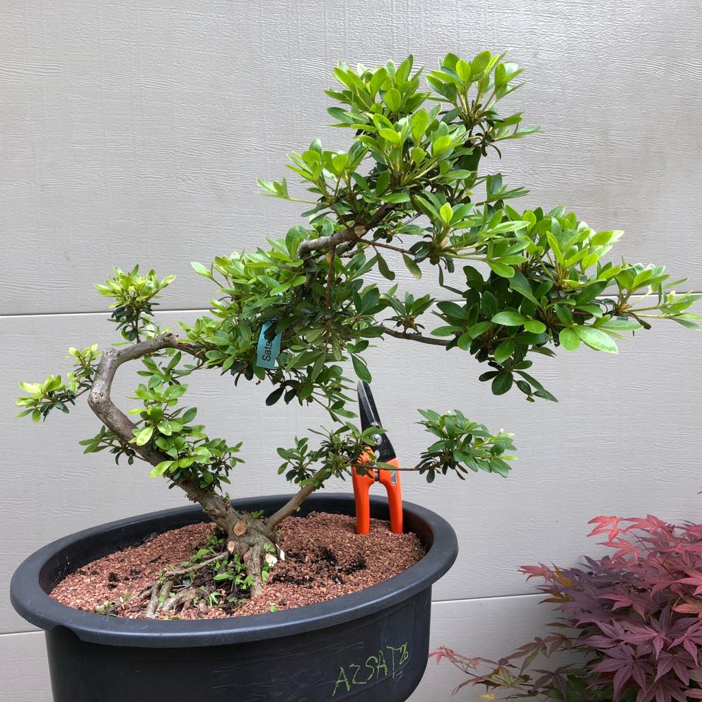 Rhododendron bonsai propagation 