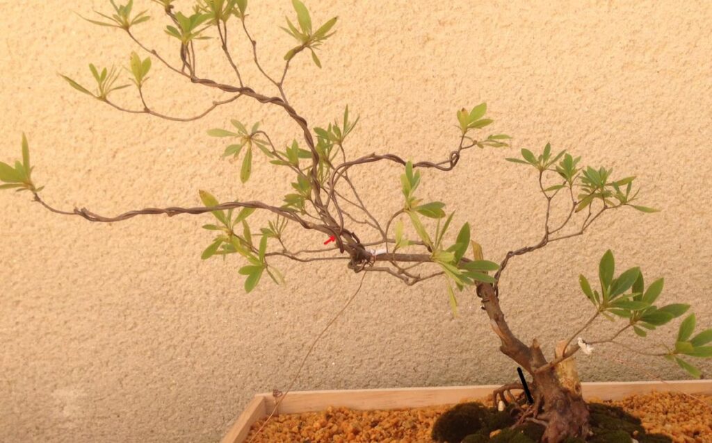 Rhododendron bonsai propagation 